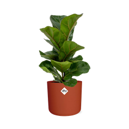 Ficus Lyrata ‘Bambino’ in ELHO b.for soft rond 14cm brique (21482)
