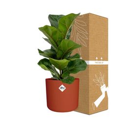 Ficus Lyrata ‘Bambino’ in ELHO b.for soft rond 14cm brique (21482)