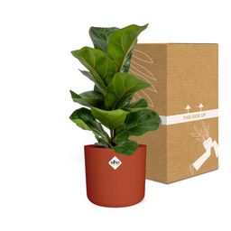 Ficus Lyrata ‘Bambino’ in ELHO b.for soft rond 14cm brique (21482)