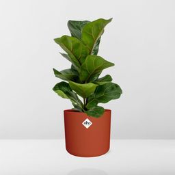 Ficus Lyrata ‘Bambino’ in ELHO b.for soft rond 14cm brique (21482)