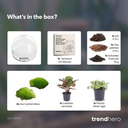 DIY Planten terrarium tweedelig bolglas - Dome - Ø 20 cm ↑ 20 cm - Normal (8719326972480)