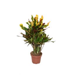 Croton Mammi P14 (22407)