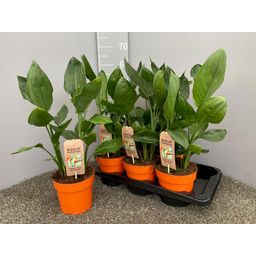 Strelitzia Reginae P17 (28960)