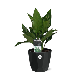 Aglaonema Maria in 14cm b.for rock living black (21661)