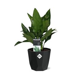 Aglaonema Maria in 14cm b.for rock living black (21661)