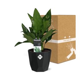 Aglaonema Maria in 14cm b.for rock living black (21661)