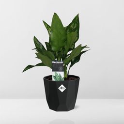 Aglaonema Maria in 14cm b.for rock living black (21661)