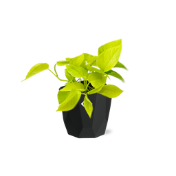 Epipremnum Pinnatum ‘Golden Pothos’ in 14cm b.for rock living black (21642)