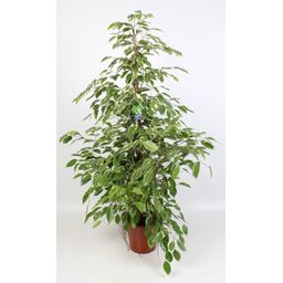 Ficus Benjamina Golden King 21 Cm (29020)