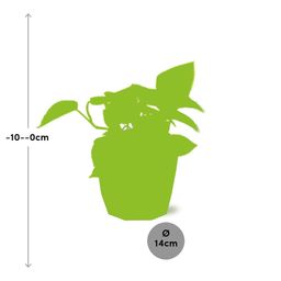 Epipremnum Pinnatum ‘Golden Pothos’ in 14cm b.for rock living black (21642)