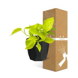 Epipremnum Pinnatum ‘Golden Pothos’ in 14cm b.for rock living black (21642)