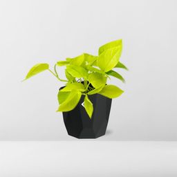 Epipremnum Pinnatum ‘Golden Pothos’ in 14cm b.for rock living black (21642)