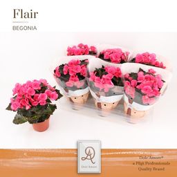 Begonia Adonia P14 Dolc'Amore® Flair (28870)