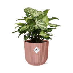 Syngonium Arrow in ELHO Vibes Fold 14cm roze (21740)