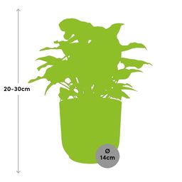 Syngonium Arrow in ELHO Vibes Fold 14cm roze (21740)