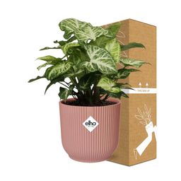 Syngonium Arrow in ELHO Vibes Fold 14cm roze (21740)