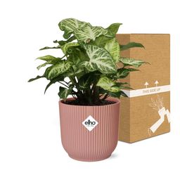 Syngonium Arrow in ELHO Vibes Fold 14cm roze (21740)