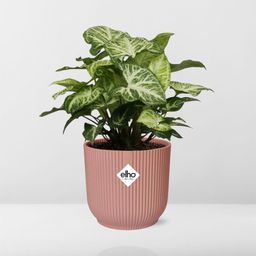 Syngonium Arrow in ELHO Vibes Fold 14cm roze (21740)