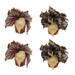 2x Begonia Rex Merenque + 2x Begonia Rex Sardanna - 4 stuks (23455)
