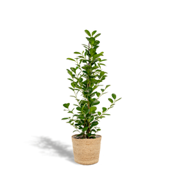 Ficus microcarpa Moclame - Mand Selin (8720634289658)