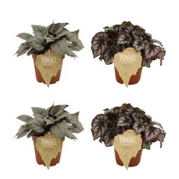 2x Begonia Rex Bolero + 2x Begonia Rex Cumbia - 4 stuks (23447)
