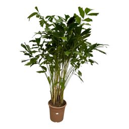 Caryota Mitis - 250 cm - Ø32cm (8721081685482)