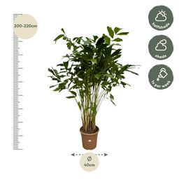 Caryota Mitis - 250 cm - Ø32cm (8721081685482)