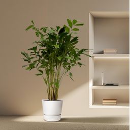 Caryota Mitis - 250 cm - Ø32cm (8721081685482)