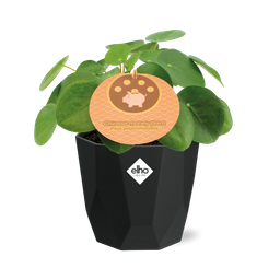 Pilea Peperomioides 12cm in 14cm b.for rock living black (21651)