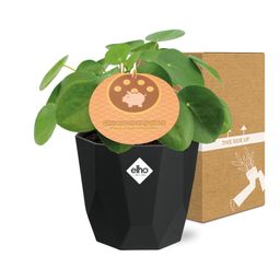 Pilea Peperomioides 12cm in 14cm b.for rock living black (21651)