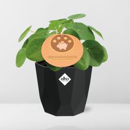 Pilea Peperomioides 12cm in 14cm b.for rock living black (21651)
