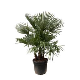 Trachycarpus multi stam - 230cm- Ø50 (8721055694205)