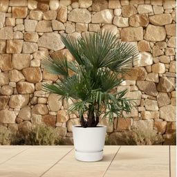 Trachycarpus multi stam - 230cm- Ø50 (8721055694205)