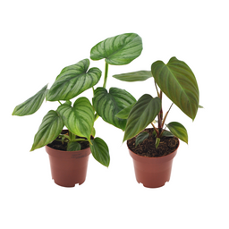 Philodendron Duo Nangaritens/Mamei - 2 stuks (30529)