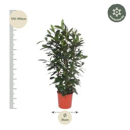 Ficus Cyathistipula struik - 180 cm - ø34 (8721055690788)