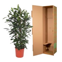 Ficus Cyathistipula struik - 180 cm - ø34 (8721055690788)