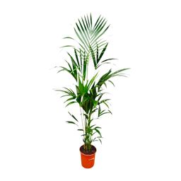 Kentia palm - 180cm - ⌀21 -25 (8721055693581)