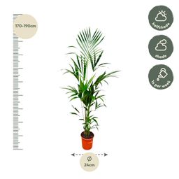 Kentia palm - 180cm - ⌀21 -25 (8721055693581)