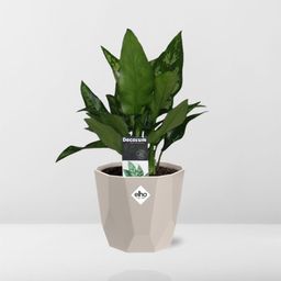 Aglaonema Maria in ELHO b.for rock 14 cm warm grey (21627)