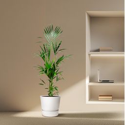 Kentia palm - 180cm - ⌀21 -25 (8721055693581)