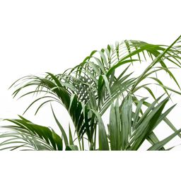 Kentia palm - 180cm - ⌀21 -25 (8721055693581)