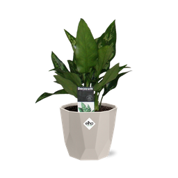 Aglaonema Maria in ELHO b.for rock 14 cm warm grey (21627)