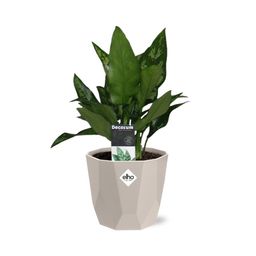 Aglaonema Maria in ELHO b.for rock 14 cm warm grey (21627)
