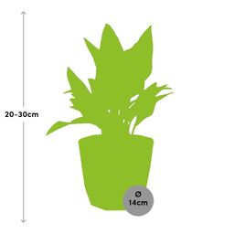 Aglaonema Maria in ELHO b.for rock 14 cm warm grey (21627)