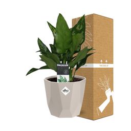 Aglaonema Maria in ELHO b.for rock 14 cm warm grey (21627)