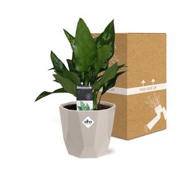 Aglaonema Maria in ELHO b.for rock 14 cm warm grey (21627)