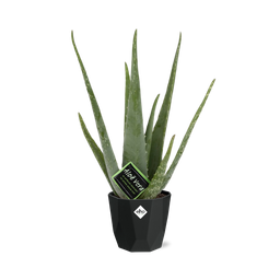 Aloe Vera 12cm in 14cm b.for rock living black (21637)