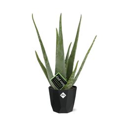 Aloe Vera 12cm in 14cm b.for rock living black (21637)