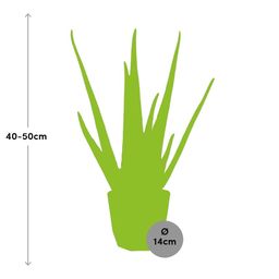 Aloe Vera 12cm in 14cm b.for rock living black (21637)