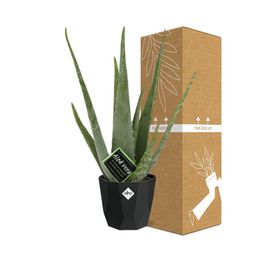 Aloe Vera 12cm in 14cm b.for rock living black (21637)